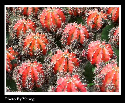 red cactus.jpg