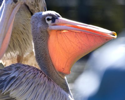 Pelicans.jpg