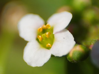 White Flower_U_Macro 2.jpg