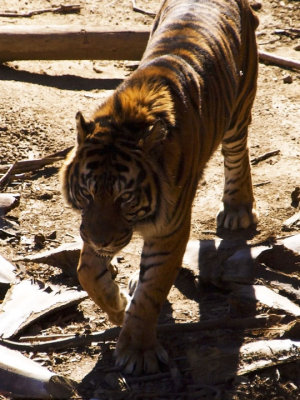 WAP Tiger2.jpg