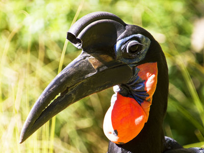 Hornbill.jpg