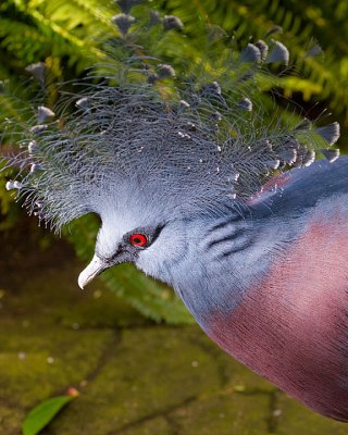 Victoria Crowned Pigeon