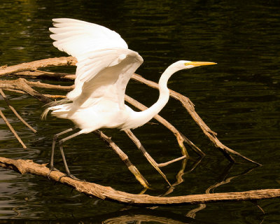 Egret