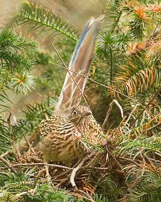 Roadrunner - Meep Meep