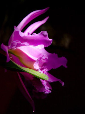 Purple Orchid.jpg