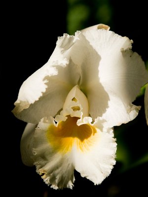 White Orchid.jpg