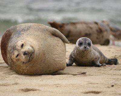 Seal Pup.jpg