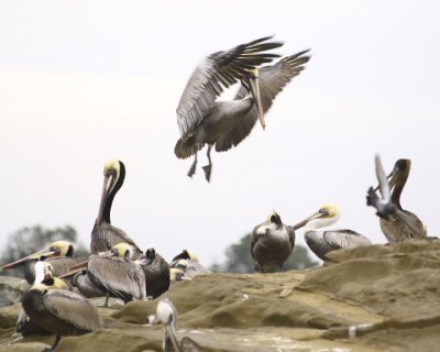 Pelican Landing.jpg