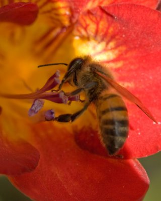 MacroBeeFreesia.jpg