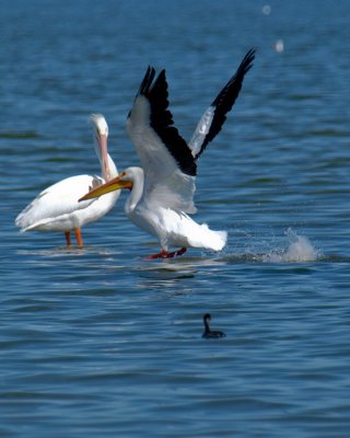 Pelican landing.jpg