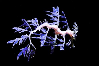 Leafy Sea Dragon