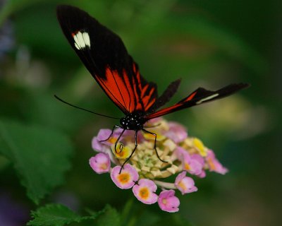 Butterfly 11.jpg