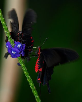 Butterfly 4.jpg