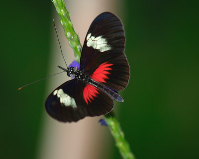 Butterfly 5.jpg