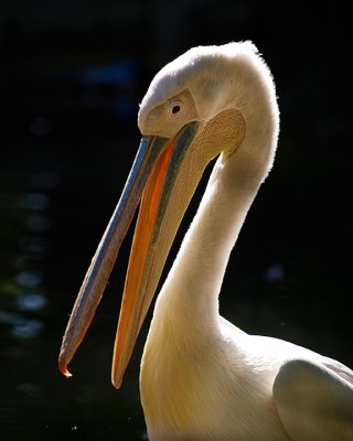 Pelican.jpg