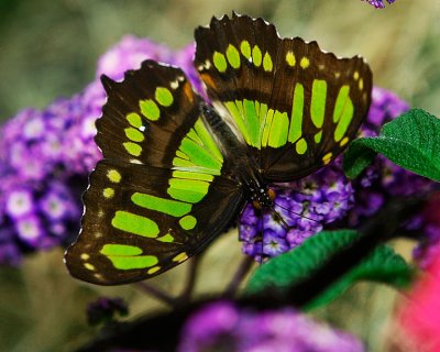 Butterfly 6.jpg