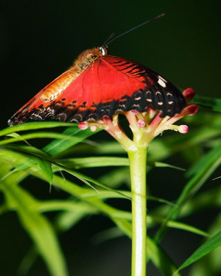 Butterfly 3.jpg