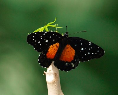 Butterfly 9.jpg