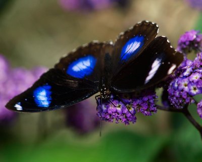 Butterfly 7.jpg