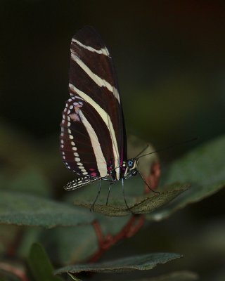 butterfly6.jpg