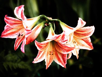 Variegated Lily2.jpg