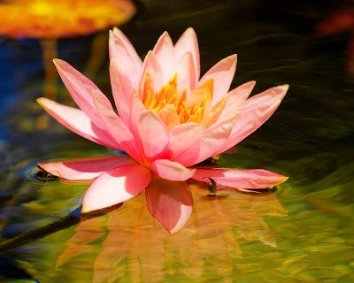 Water Lily 3.jpg