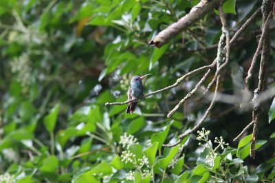 Broad-billed hummingbird (Cynanthus latirostris)