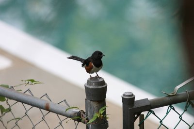 Eastern Towhee (Pipilo erythophthalmus)
