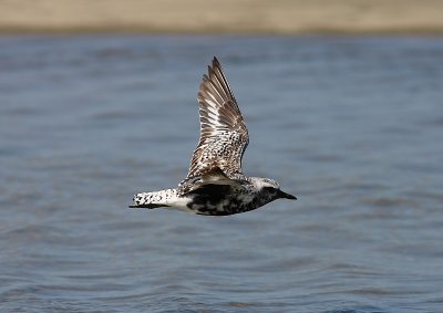 Kustpipare (Pluvialis squatarola)