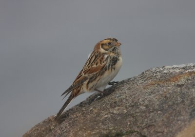 Lappsparv (Calcarius lapponicus) Lapland longspur