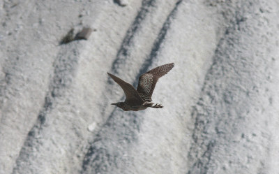 Rördrom (Botauros stellaris) Bittern