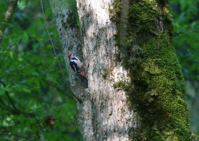 Mellanspett - Dendrocopos medius - Middle spotted  woodpecker