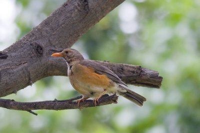 Kurrichane Thrush (Antus libonyanus)