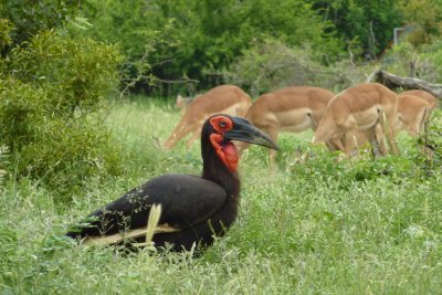 Southern Ground-hornbill (Bucorvus leadbeateri)
