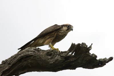 Lanner (Falco biarmicus)