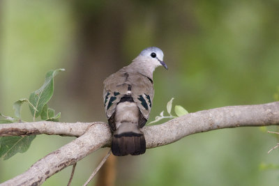 Emerald-spotted ground dove (Turtur chalcospilos)