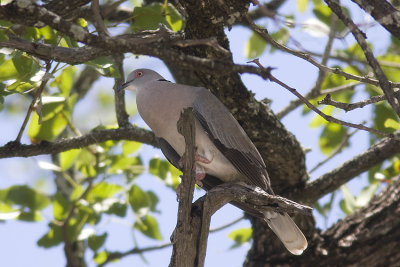 African mourning dove (Streptopelia decipiens)