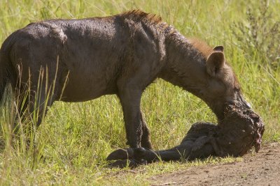 Spotted Hyena (Crocuta crocuta) & African buffalo (Syncerus caffer)