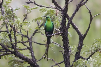 Malachite Sunbird (Nectarinia famosa)