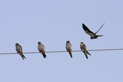 Amur falcon  (Falco amurensis)