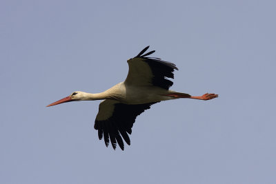 Vit stork (Ciconia ciconia) White Stork