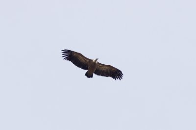 Gsgam (Gyps fulvus) Griffin Vulture