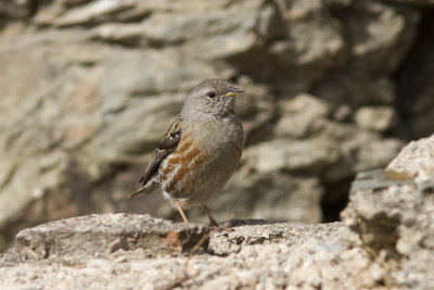 Alpjrnsparv  (Prunella collaris) Alpine Accentor