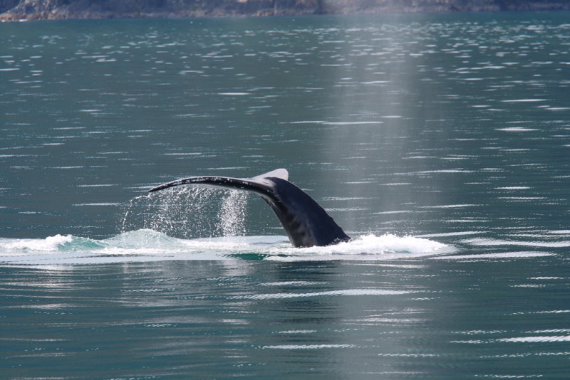 Humpback whale