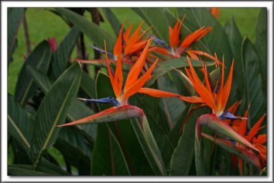 Bird of Paradise