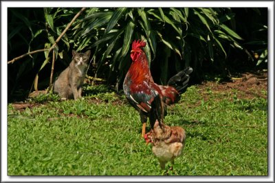 Nahiku Wildlife