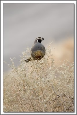 California Quail