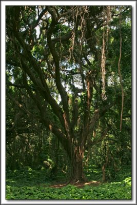 Honolua Bay Forest