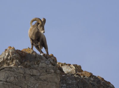 sheep__goats