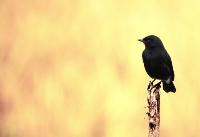 birds
